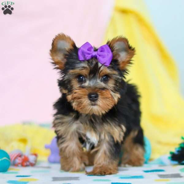 Macie, Yorkie Puppy